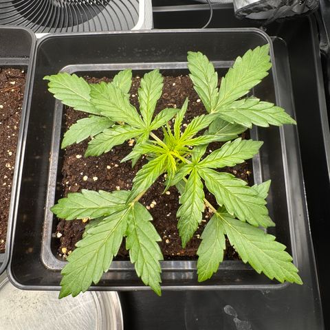 Cookies Gelato Auto #1 -41,5g growlog photo: 23:44