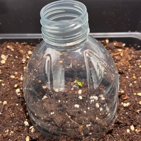 Fat Banana Auto #1 -89g growlog timeline photo