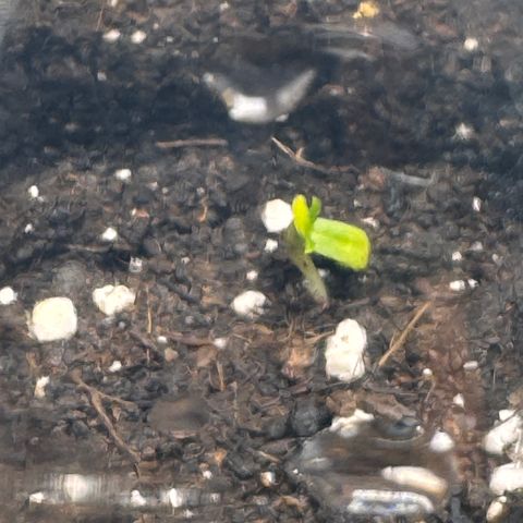 Fat Banana Auto #1 -89g growlog timeline photo