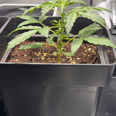 Cookies Gelato Auto #1 -41,5g growlog photo: 14:53