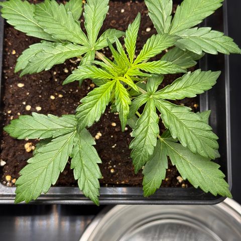 Cookies Gelato Auto #1 -41,5g growlog photo: 14:53
