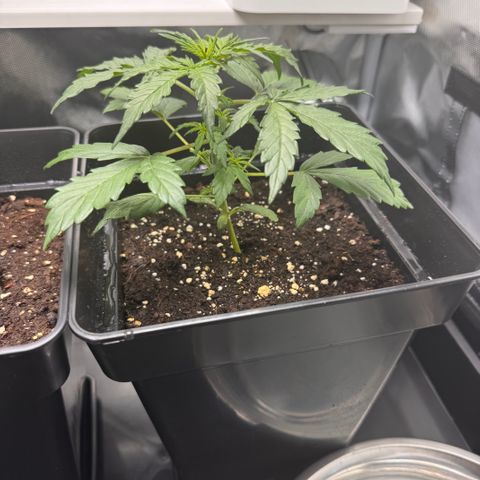 Cookies Gelato Auto #1 -41,5g growlog photo: 13:01