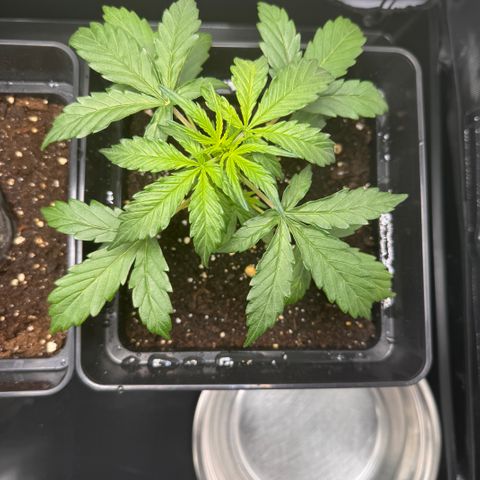 Cookies Gelato Auto #1 -41,5g growlog photo: 13:01