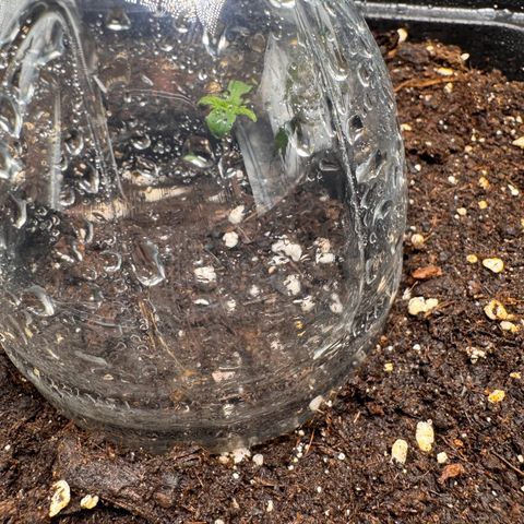 Fat Banana Auto #1 -89g growlog photo: 13:01