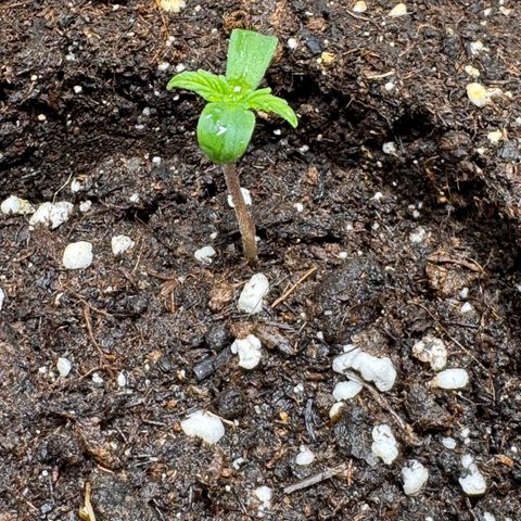 Fat Banana Auto #1 -89g growlog photo: 13:01