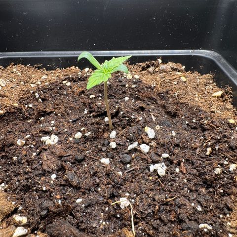 Fat Banana Auto #1 -89g growlog photo: 21:47
