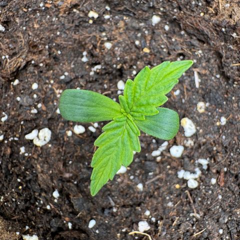 Fat Banana Auto #1 -89g growlog photo: 21:47