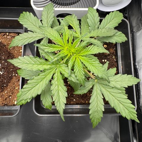 Cookies Gelato Auto #1 -41,5g growlog photo: 21:48