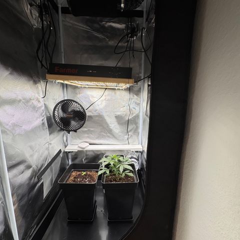 Cookies Gelato Auto #1 -41,5g growlog photo: 21:48