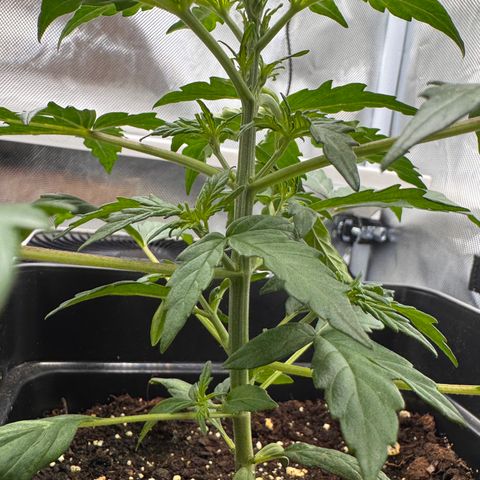 Cookies Gelato Auto #1 -41,5g growlog photo: 21:48
