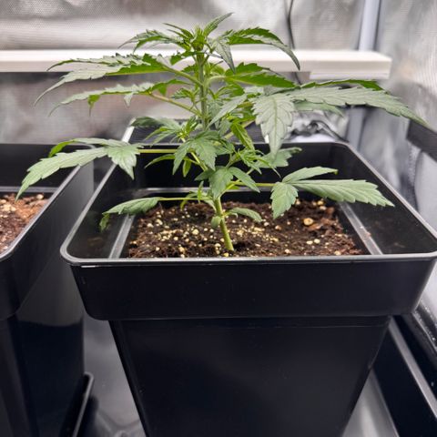 Cookies Gelato Auto #1 -41,5g growlog photo: 21:48