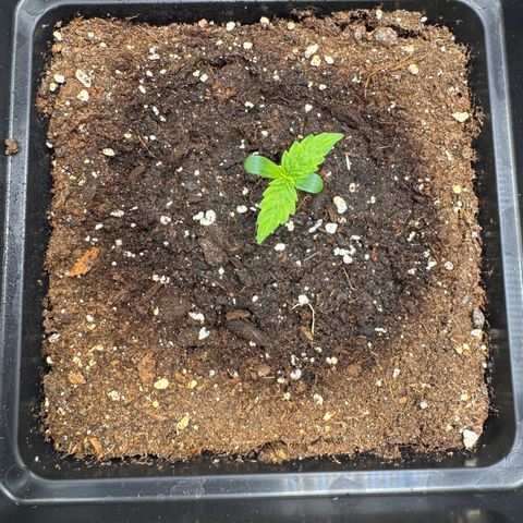Fat Banana Auto #1 -89g growlog photo: 15:06