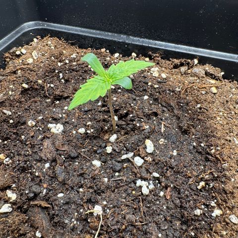Fat Banana Auto #1 -89g growlog photo: 15:06
