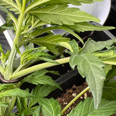 Cookies Gelato Auto #1 -41,5g growlog photo: LST#1