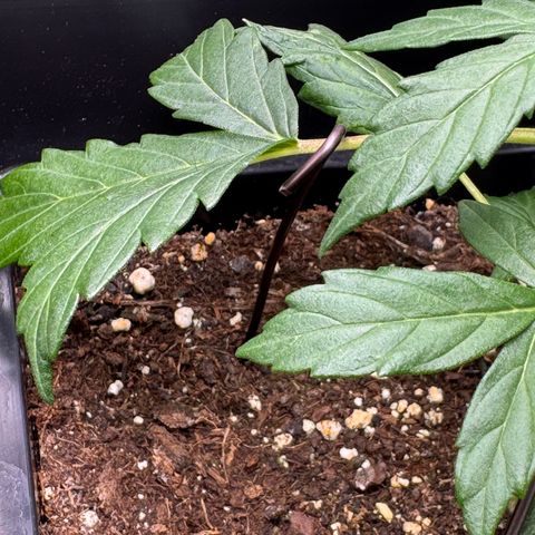 Cookies Gelato Auto #1 -41,5g growlog photo: LST#1