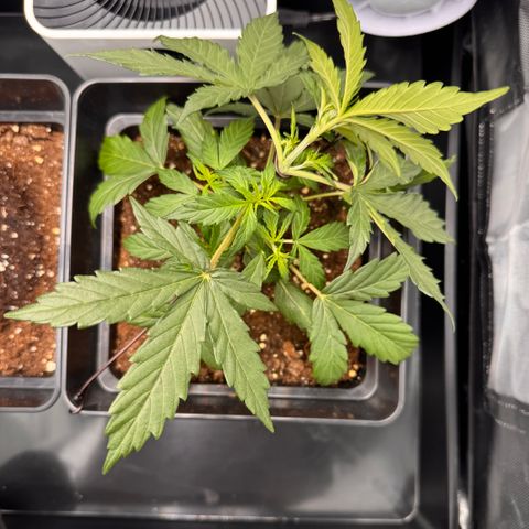 Cookies Gelato Auto #1 -41,5g growlog photo: LST#1