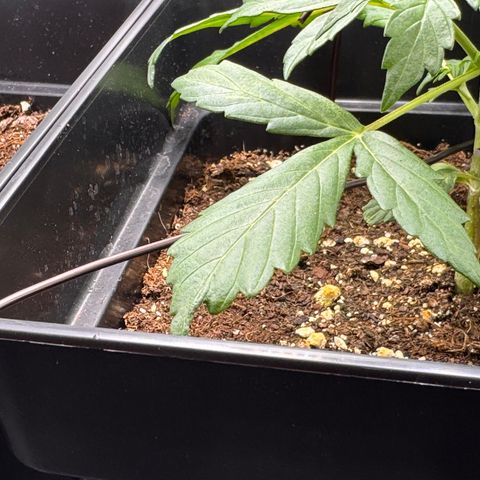 Cookies Gelato Auto #1 -41,5g growlog photo: LST#1