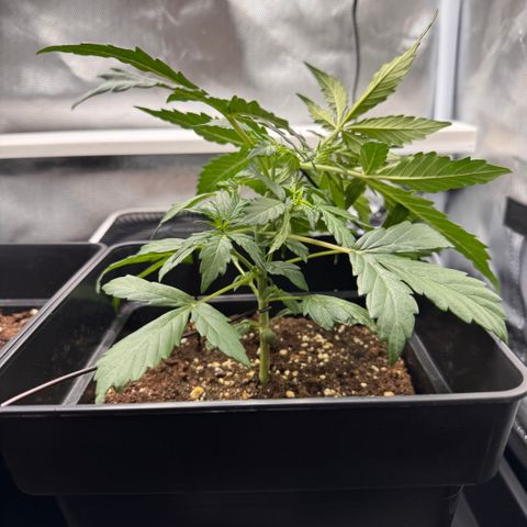 Cookies Gelato Auto #1 -41,5g growlog photo: LST#1