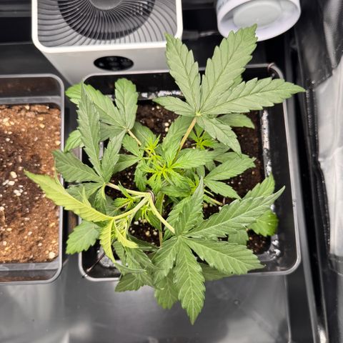 Cookies Gelato Auto #1 -41,5g growlog photo: 16:02