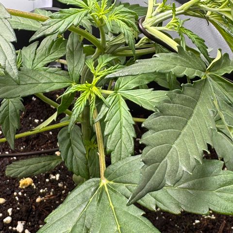 Cookies Gelato Auto #1 -41,5g growlog photo: 16:02