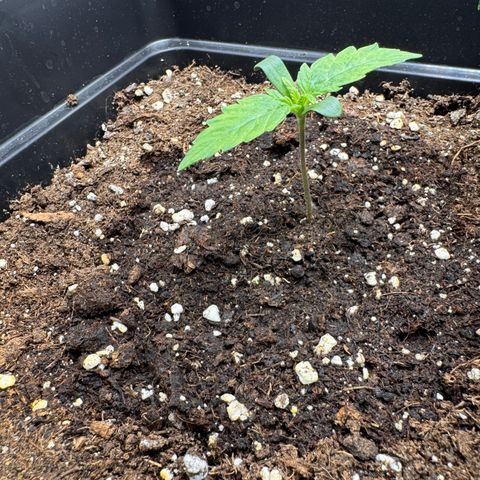 Fat Banana Auto #1 -89g growlog photo: 19:33