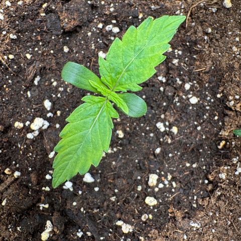Fat Banana Auto #1 -89g growlog photo: 19:33