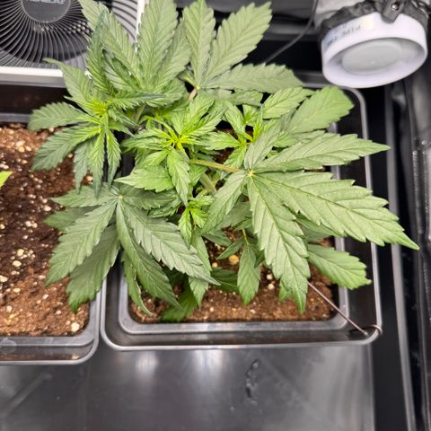Cookies Gelato Auto #1 -41,5g growlog photo: 19:33