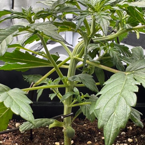 Cookies Gelato Auto #1 -41,5g growlog photo: 19:36