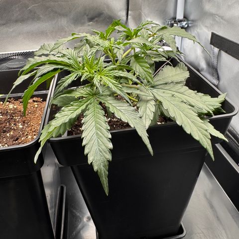 Cookies Gelato Auto #1 -41,5g growlog photo: 20:23