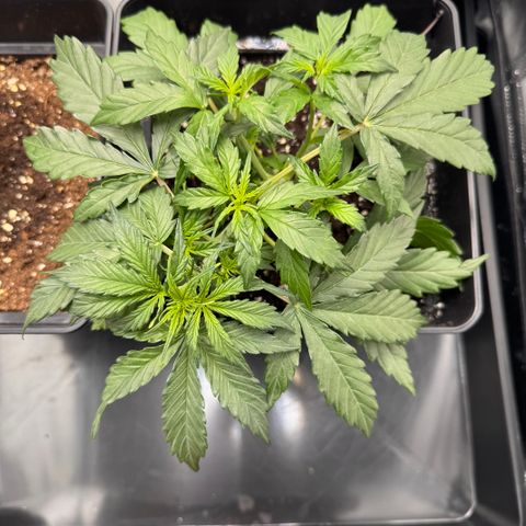 Cookies Gelato Auto #1 -41,5g growlog photo: 20:23