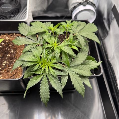 Cookies Gelato Auto #1 -41,5g growlog photo: 20:23