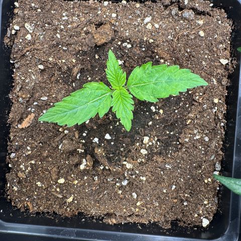 Fat Banana Auto #1 -89g growlog photo: 14:25