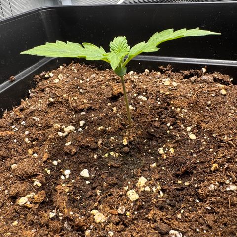 Fat Banana Auto #1 -89g growlog photo: 14:25