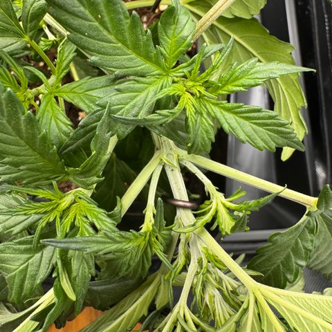 Cookies Gelato Auto #1 -41,5g growlog photo: LST#2 