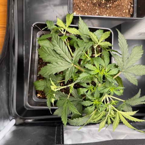 Cookies Gelato Auto #1 -41,5g growlog photo: LST#2 