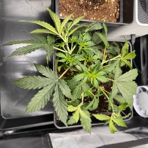 Cookies Gelato Auto #1 -41,5g growlog photo: LST#2 