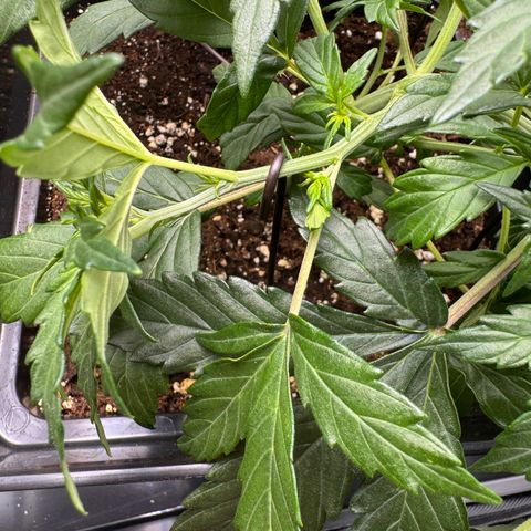Cookies Gelato Auto #1 -41,5g growlog photo: LST#2 