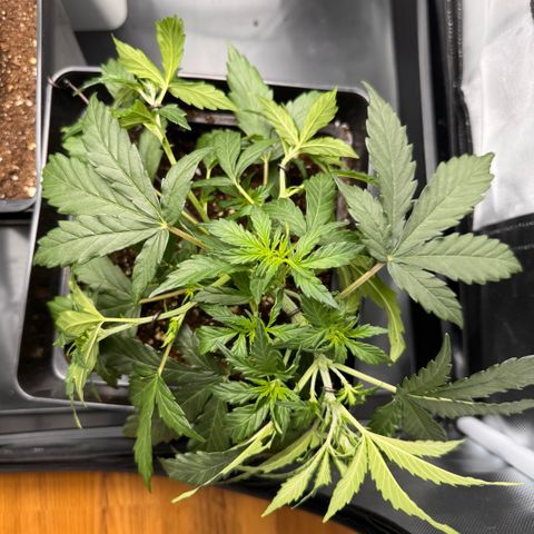 Cookies Gelato Auto #1 -41,5g growlog photo: LST#2 