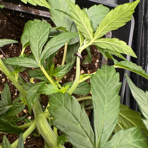 Cookies Gelato Auto #1 -41,5g growlog photo: LST#2 