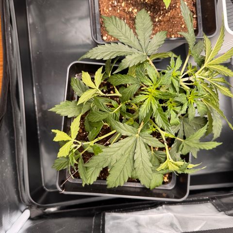 Cookies Gelato Auto #1 -41,5g growlog photo: LST#2 