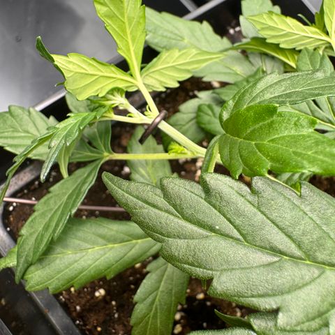 Cookies Gelato Auto #1 -41,5g growlog photo: LST#2 
