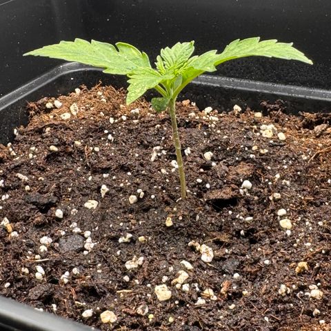 Fat Banana Auto #1 -89g growlog photo: 21:23