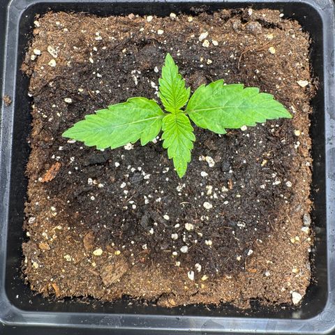 Fat Banana Auto #1 -89g growlog photo: 21:23