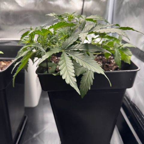 Cookies Gelato Auto #1 -41,5g growlog photo: 21:26