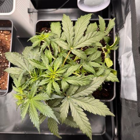 Cookies Gelato Auto #1 -41,5g growlog photo: 21:26