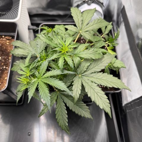 Cookies Gelato Auto #1 -41,5g growlog photo: 21:26