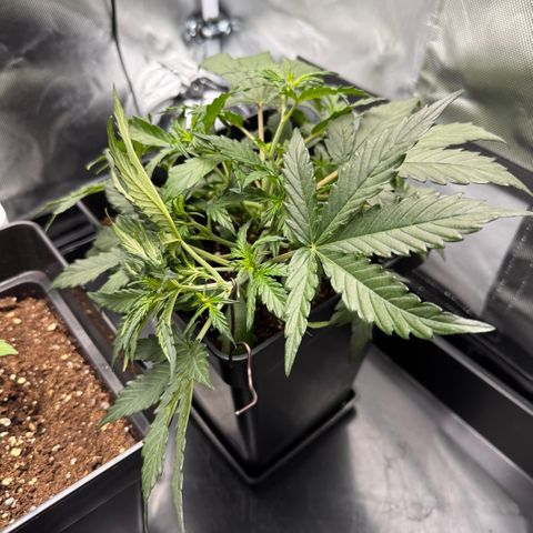 Cookies Gelato Auto #1 -41,5g growlog photo: 20:26