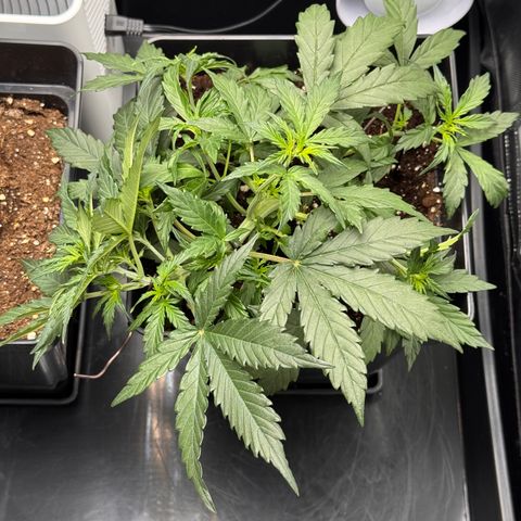 Cookies Gelato Auto #1 -41,5g growlog photo: 20:26