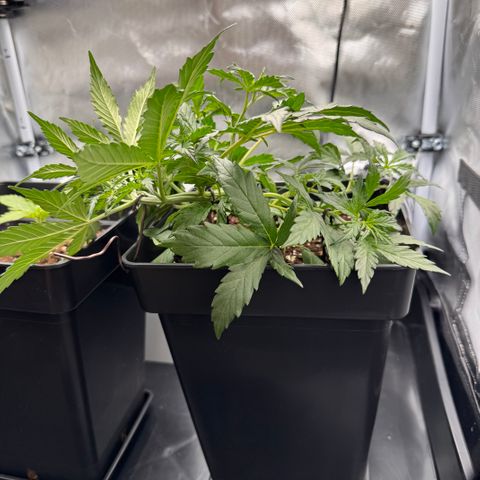 Cookies Gelato Auto #1 -41,5g growlog photo: 20:26