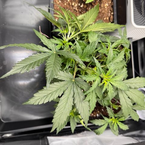 Cookies Gelato Auto #1 -41,5g growlog photo: 20:26